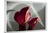 Zantedeschia - Red-Charles Bowman-Mounted Photographic Print