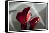 Zantedeschia - Red-Charles Bowman-Framed Stretched Canvas