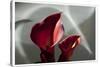 Zantedeschia - Red-Charles Bowman-Stretched Canvas