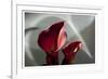 Zantedeschia - Red-Charles Bowman-Framed Photographic Print