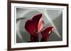 Zantedeschia - Red-Charles Bowman-Framed Photographic Print