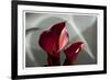 Zantedeschia - Red-Charles Bowman-Framed Photographic Print