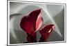 Zantedeschia - Red-Charles Bowman-Mounted Photographic Print