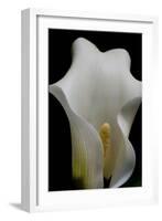 Zantedeschia White Flower III-Charles Bowman-Framed Photographic Print