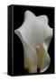 Zantedeschia White Flower III-Charles Bowman-Framed Stretched Canvas