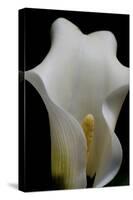 Zantedeschia White Flower III-Charles Bowman-Stretched Canvas