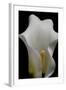 Zantedeschia White Flower III-Charles Bowman-Framed Photographic Print