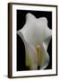 Zantedeschia White Flower III-Charles Bowman-Framed Photographic Print