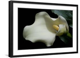 Zantedeschia White Flower V-Charles Bowman-Framed Photographic Print