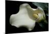 Zantedeschia White Flower V-Charles Bowman-Mounted Photographic Print