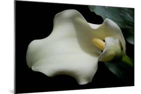 Zantedeschia White Flower V-Charles Bowman-Mounted Photographic Print