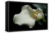 Zantedeschia White Flower V-Charles Bowman-Framed Stretched Canvas