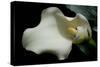 Zantedeschia White Flower V-Charles Bowman-Stretched Canvas