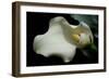 Zantedeschia White Flower V-Charles Bowman-Framed Photographic Print