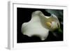 Zantedeschia White Flower V-Charles Bowman-Framed Photographic Print