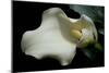 Zantedeschia White Flower V-Charles Bowman-Mounted Photographic Print