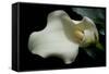 Zantedeschia White Flower V-Charles Bowman-Framed Stretched Canvas