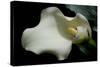 Zantedeschia White Flower V-Charles Bowman-Stretched Canvas