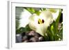 Zantedeschia White Flower-Charles Bowman-Framed Photographic Print