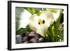 Zantedeschia White Flower-Charles Bowman-Framed Photographic Print