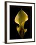 Zantedeschia Yellow-Charles Bowman-Framed Photographic Print