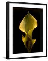 Zantedeschia Yellow-Charles Bowman-Framed Photographic Print