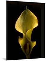 Zantedeschia Yellow-Charles Bowman-Mounted Photographic Print