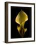 Zantedeschia Yellow-Charles Bowman-Framed Photographic Print