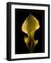 Zantedeschia Yellow-Charles Bowman-Framed Photographic Print