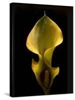 Zantedeschia Yellow-Charles Bowman-Stretched Canvas