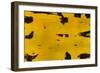 Zanzabar-Brent Abe-Framed Giclee Print