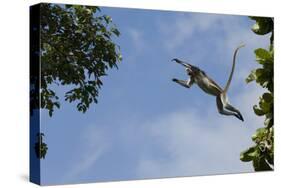 Zanzibar - Kirks Red Colobus Monkey (Procolobus Kirkii) Leaping from Tree Canopy-Bernard Castelein-Stretched Canvas