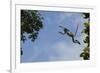 Zanzibar - Kirks Red Colobus Monkey (Procolobus Kirkii) Leaping from Tree Canopy-Bernard Castelein-Framed Photographic Print