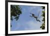 Zanzibar - Kirks Red Colobus Monkey (Procolobus Kirkii) Leaping from Tree Canopy-Bernard Castelein-Framed Photographic Print