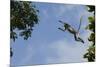 Zanzibar - Kirks Red Colobus Monkey (Procolobus Kirkii) Leaping from Tree Canopy-Bernard Castelein-Mounted Photographic Print