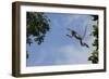 Zanzibar - Kirks Red Colobus Monkey (Procolobus Kirkii) Leaping from Tree Canopy-Bernard Castelein-Framed Photographic Print