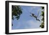 Zanzibar - Kirks Red Colobus Monkey (Procolobus Kirkii) Leaping from Tree Canopy-Bernard Castelein-Framed Photographic Print