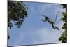 Zanzibar - Kirks Red Colobus Monkey (Procolobus Kirkii) Leaping from Tree Canopy-Bernard Castelein-Mounted Photographic Print