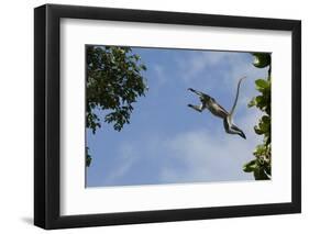 Zanzibar - Kirks Red Colobus Monkey (Procolobus Kirkii) Leaping from Tree Canopy-Bernard Castelein-Framed Photographic Print