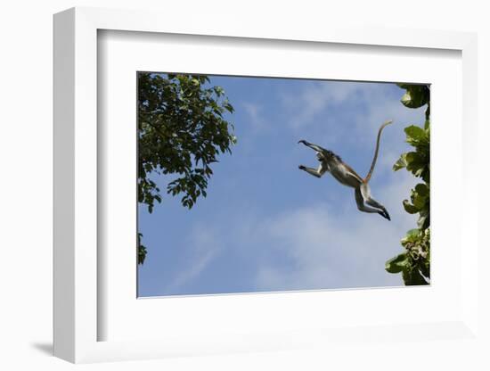 Zanzibar - Kirks Red Colobus Monkey (Procolobus Kirkii) Leaping from Tree Canopy-Bernard Castelein-Framed Photographic Print