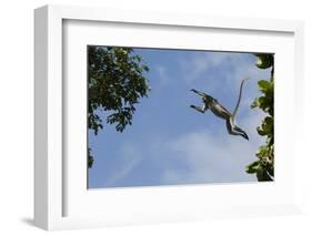 Zanzibar - Kirks Red Colobus Monkey (Procolobus Kirkii) Leaping from Tree Canopy-Bernard Castelein-Framed Photographic Print