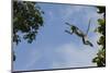 Zanzibar - Kirks Red Colobus Monkey (Procolobus Kirkii) Leaping from Tree Canopy-Bernard Castelein-Mounted Photographic Print