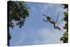 Zanzibar - Kirks Red Colobus Monkey (Procolobus Kirkii) Leaping from Tree Canopy-Bernard Castelein-Stretched Canvas