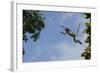 Zanzibar - Kirks Red Colobus Monkey (Procolobus Kirkii) Leaping from Tree Canopy-Bernard Castelein-Framed Photographic Print