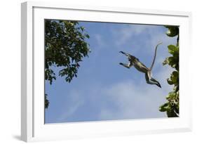 Zanzibar - Kirks Red Colobus Monkey (Procolobus Kirkii) Leaping from Tree Canopy-Bernard Castelein-Framed Photographic Print