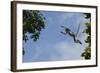 Zanzibar - Kirks Red Colobus Monkey (Procolobus Kirkii) Leaping from Tree Canopy-Bernard Castelein-Framed Photographic Print