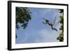 Zanzibar - Kirks Red Colobus Monkey (Procolobus Kirkii) Leaping from Tree Canopy-Bernard Castelein-Framed Photographic Print