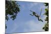 Zanzibar - Kirks Red Colobus Monkey (Procolobus Kirkii) Leaping from Tree Canopy-Bernard Castelein-Mounted Photographic Print