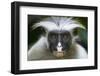 Zanzibar Red Colobus (Procolobus Kirkii) Head Portrait, Jozani Chwaka Bay Np, Zanzibar, Tanzania-Bernard Castelein-Framed Photographic Print