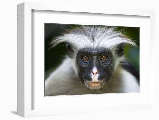 Zanzibar Red Colobus (Procolobus Kirkii) Head Portrait, Jozani Chwaka Bay Np, Zanzibar, Tanzania-Bernard Castelein-Framed Photographic Print